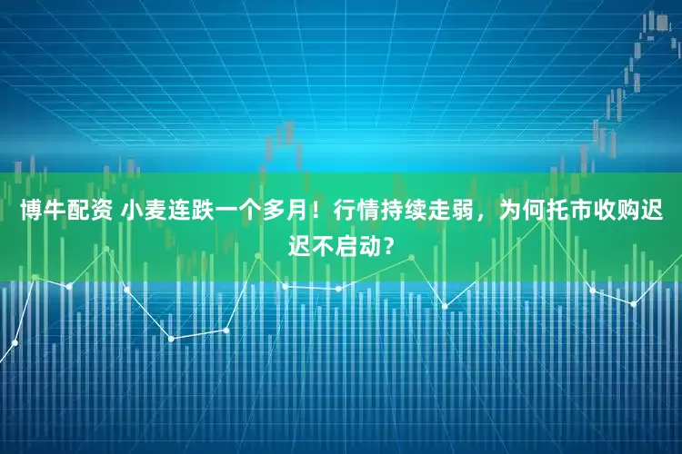 博牛配资 小麦连跌一个多月！行情持续走弱，为何托市收购迟迟不启动？